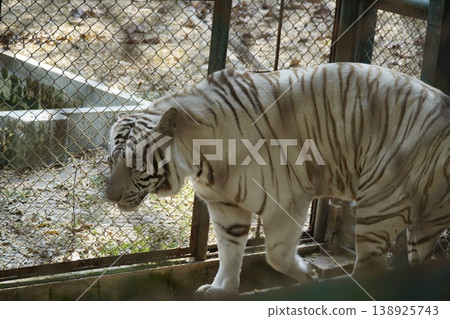 White tiger is walking through a zoo enclosure 138925743
