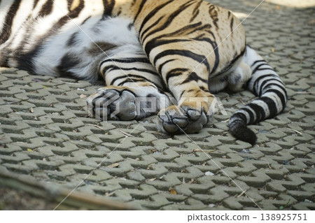 Tiger laying on a carpet with its tail sticking out Tiger laying on a carpet with its tail sticking out 138925751