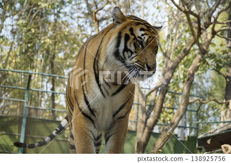 Tiger is standing in a zoo enclosure, looking at the camera 138925756