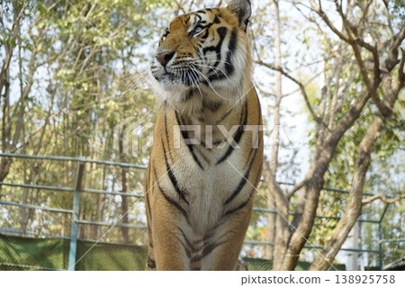 Tiger is standing in a zoo enclosure, looking at the camera Tiger is standing in a zoo enclosure, looking at the camera 138925758