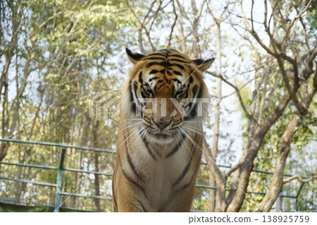 Tiger is standing in a zoo enclosure, looking at the camera 138925759
