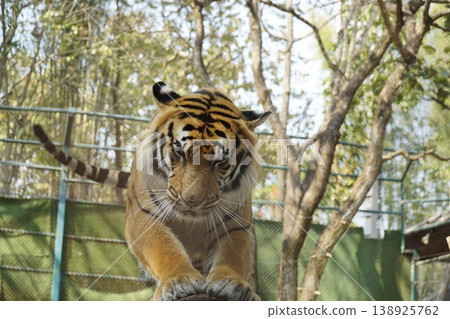 Tiger is leaping over a fence in a zoo enclosure Tiger is leaping over a fence in a zoo enclosure 138925762