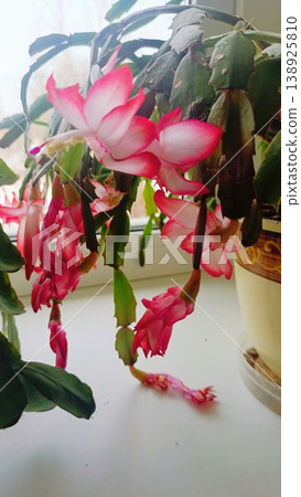 Pink and white Schlumbergera flowers blooming in a ceramic pot. Indoor plant photography featuring vibrant tropical blossoms on a windowsill. 138925810