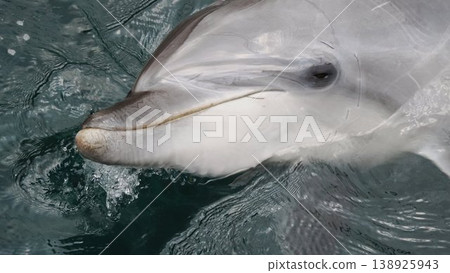 Dolphins looking out of the sea 138925943
