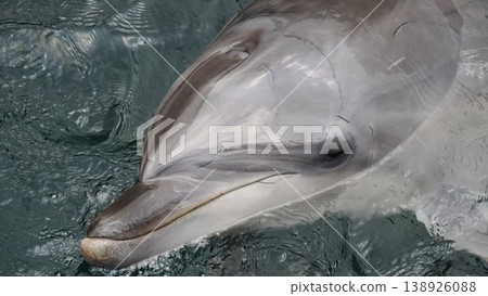 看在海外面的海豚 看在海外面的海豚 138926088