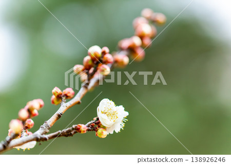 初春時節，純白的梅花剛開始綻放。 138926246