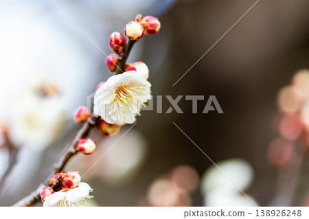 初春時節,純白的梅花剛開始綻放。 初春時節,純白的梅花剛開始綻放。 138926248