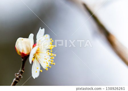 初春時節,純白的梅花剛開始綻放。 初春時節,純白的梅花剛開始綻放。 138926261