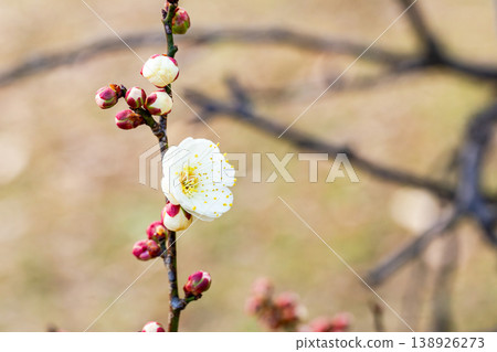 The pure white plum blossoms that have just begun to bloom in early spring The pure white plum blossoms that have just begun to bloom in early spring 138926273