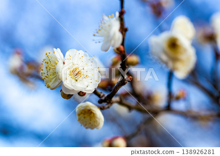 The pure white plum blossoms that have just begun to bloom in early spring The pure white plum blossoms that have just begun to bloom in early spring 138926281