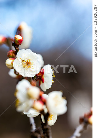 The pure white plum blossoms that have just begun to bloom in early spring The pure white plum blossoms that have just begun to bloom in early spring 138926287