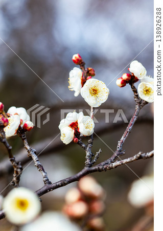 The pure white plum blossoms that have just begun to bloom in early spring The pure white plum blossoms that have just begun to bloom in early spring 138926288