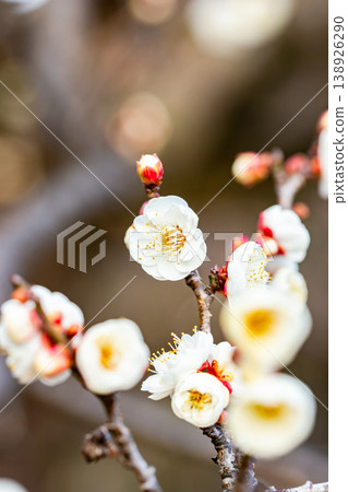 The pure white plum blossoms that have just begun to bloom in early spring The pure white plum blossoms that have just begun to bloom in early spring 138926290