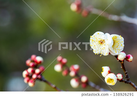 The pure white plum blossoms that have just begun to bloom in early spring The pure white plum blossoms that have just begun to bloom in early spring 138926291