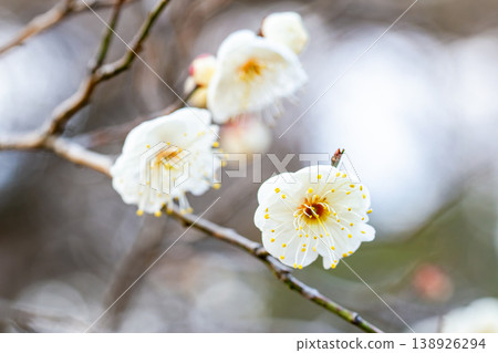 初春時節,純白的梅花剛開始綻放。 初春時節,純白的梅花剛開始綻放。 138926294