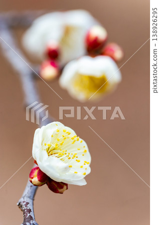 初春時節,純白的梅花剛開始綻放。 初春時節,純白的梅花剛開始綻放。 138926295
