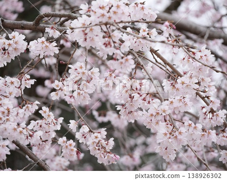 Cherry blossoms in full bloom 138926302