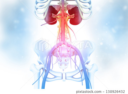 Human kidney with skelton on medical background 138926432