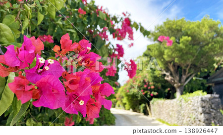 Bougainvillea blooming in the village of Taketomi Island: A quintessential Okinawan landscape. Bougainvillea blooming in the village of Taketomi Island: A quintessential Okinawan landscape. 138926447