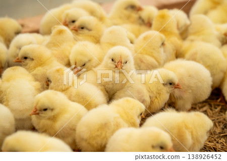 Cute little chicks huddled together in a crowded space at a poultry farm. Cute little chicks huddled together in a crowded space at a poultry farm. 138926452