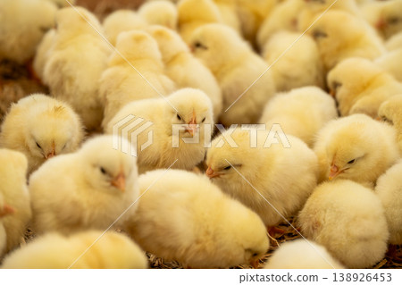Cute little chicks huddled together in a crowded space at a poultry farm. Cute little chicks huddled together in a crowded space at a poultry farm. 138926453