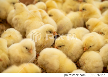 Cute little chicks huddled together in a crowded space at a poultry farm. Cute little chicks huddled together in a crowded space at a poultry farm. 138926454