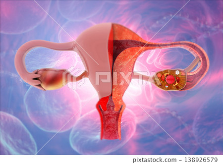Human anatomy female reproductive system Human anatomy female reproductive system 138926579