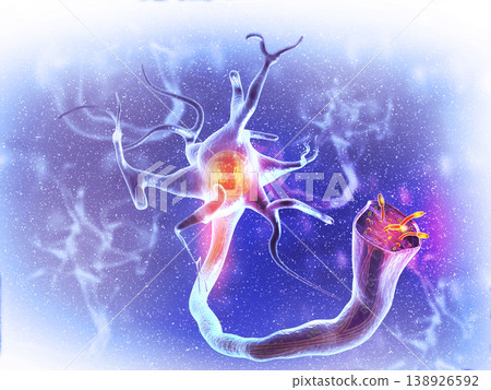 Neural network in the brain Neural network in the brain 138926592