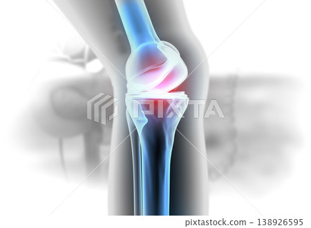 Anatomy of the Knee Joint 138926595