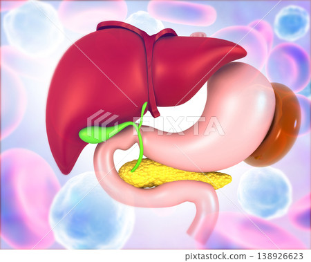 Human Digestive system Liver Anatomy Human Digestive system Liver Anatomy 138926623