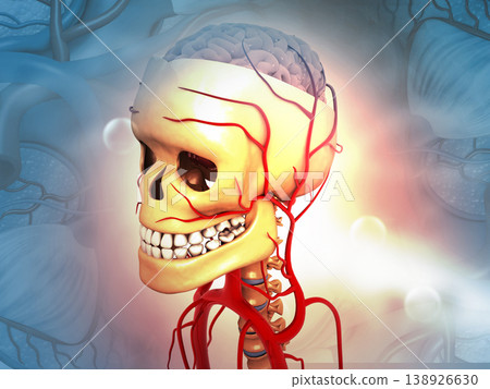 Human head anatomy on medical background Human head anatomy on medical background 138926630