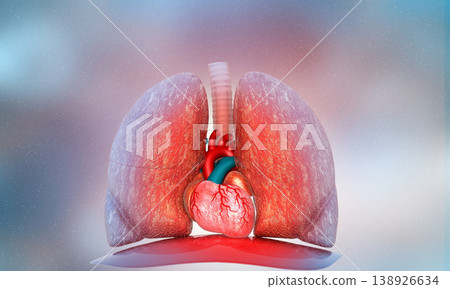 Human Respiratory System Human Respiratory System 138926634