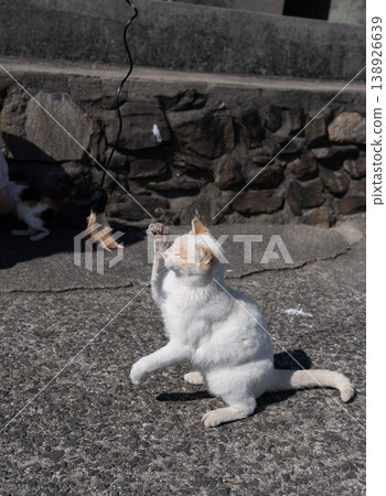 A cute stray cat playing with a toy A cute stray cat playing with a toy 138926639