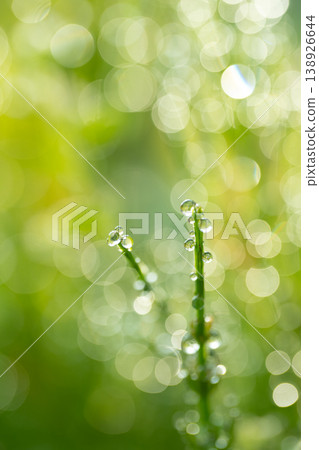 Plants shining in the morning dew Plants shining in the morning dew 138926644