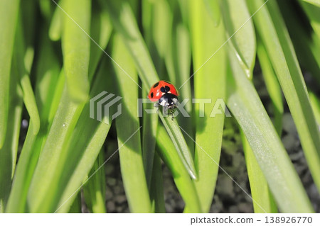 A ladybug (seven-spotted ladybug) perched on a leaf. A ladybug (seven-spotted ladybug) perched on a leaf. 138926770