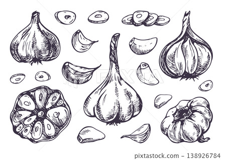 Hand drawn garlic vegetable illustration set. Sketch of clove and organic bulb for kitchen recipe design and food packaging. Ink artistic drawing for grocery store menu graphic element. 138926784