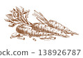 Hand drawn sketch of fresh orange carrots isolated on white background. Vegetable ink illustration in line art style. Agricultural harvest concept for organic food label and menu design. 138926787