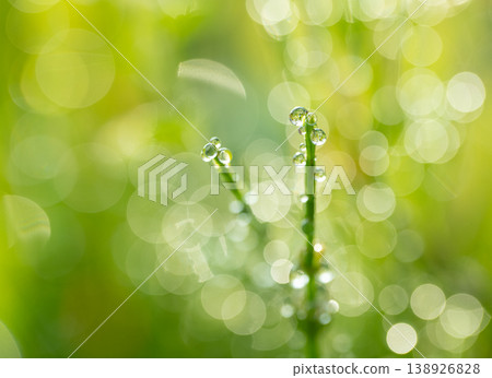 Plants shining in the morning dew 138926828