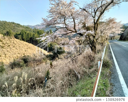 櫻花盛開在路上 櫻花盛開在路上 138926976