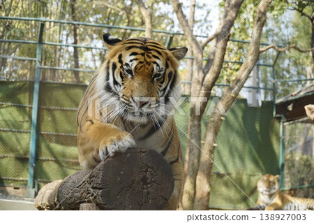 Tiger is standing on a log in a zoo enclosure Tiger is standing on a log in a zoo enclosure 138927003