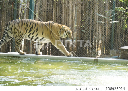 Tiger is walking across a ledge in a zoo enclosure Tiger is walking across a ledge in a zoo enclosure 138927014