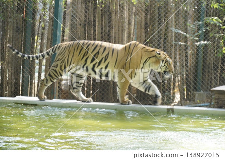 Tiger is walking on a ledge in front of a fence Tiger is walking on a ledge in front of a fence 138927015