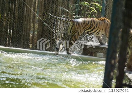 Tiger is playing in a pool of water Tiger is playing in a pool of water 138927021