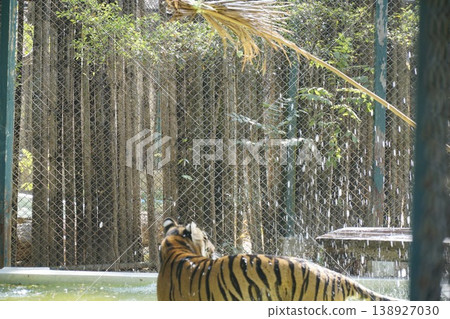 Tiger is standing in a pool of water, looking at something in the distance 138927030
