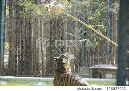 Tiger is playing with a stick in a zoo enclosure 138927032