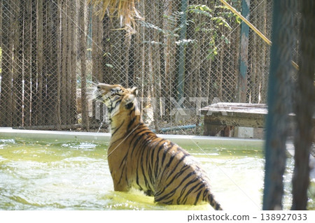 Tiger is in a pool of water, looking up at the camera Tiger is in a pool of water, looking up at the camera 138927033