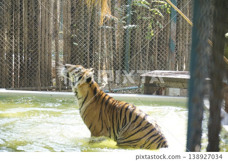 Tiger is swimming in a pool 138927034