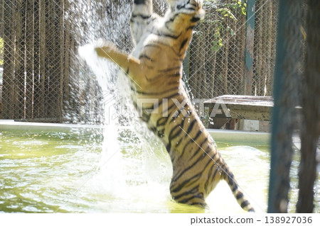 Tiger is playing in a pool of water 138927036