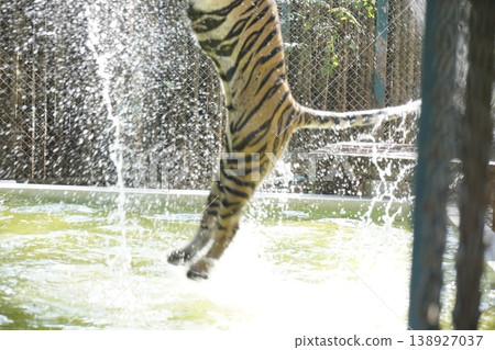 Tiger is jumping into a pool of water 138927037