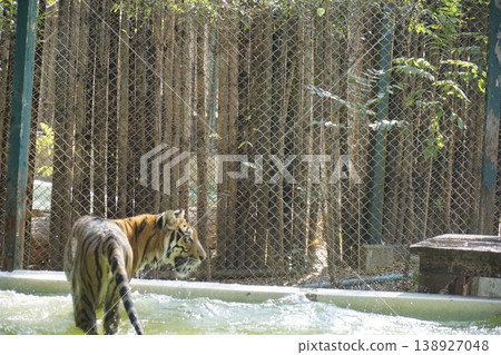 Tiger is walking through a zoo enclosure with a fence in the background 138927048